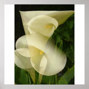 Póster Calla de exposição dupla Lily