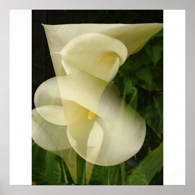 Póster Calla de exposição dupla Lily (Frente)