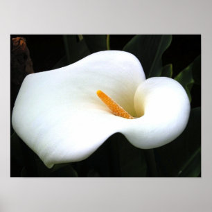 Poster Calla Lilly