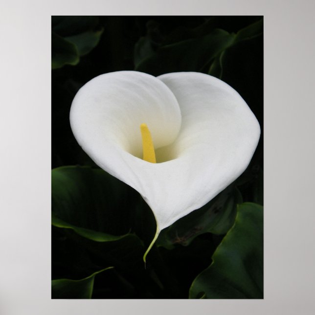 Poster Calla Lilly (Frente)