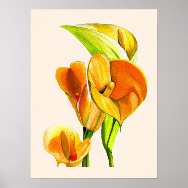 Poster Calla lily blosom aquoso floral (Frente)