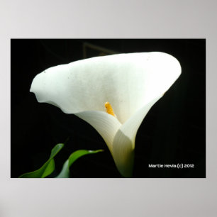 Póster Calla Lily em Preto