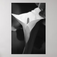 Calla Lily em preto e branco