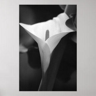 Poster Calla Lily em preto e branco