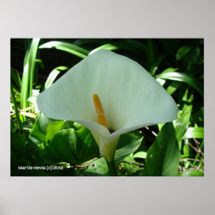 Póster Calla Lily em Verde