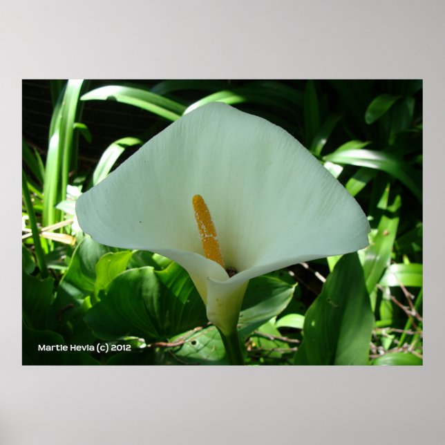 Póster Calla Lily em Verde (Frente)