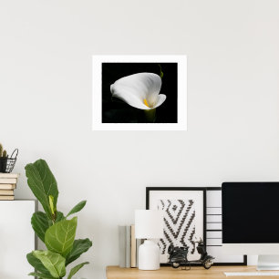 Poster Calla Lily Floral Branca Foto