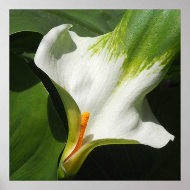 Poster Calla Lily, Zantedeschia (Frente)