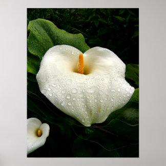 Póster Calla Lilys