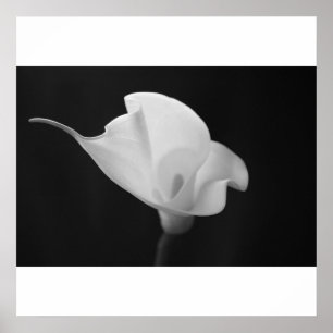 Poster Calla preto e branco Lilly