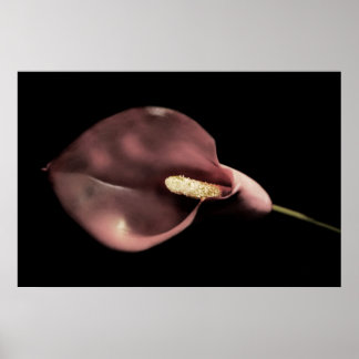 Póster Calla Rosa