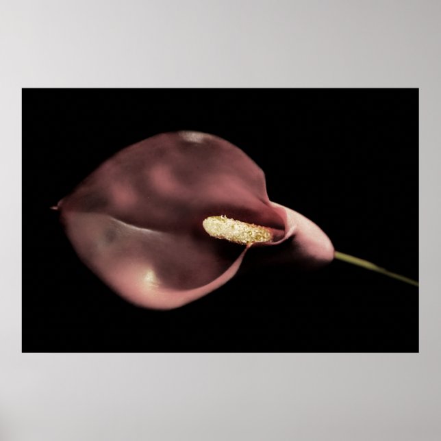 Póster Calla Rosa (Frente)