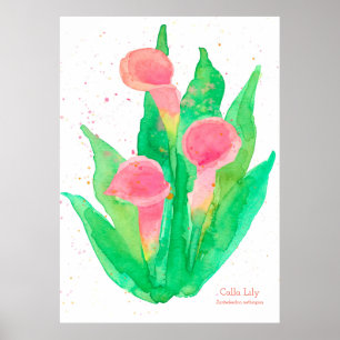 Poster Calla Rosa Lily Watercolor Flowers Botânico