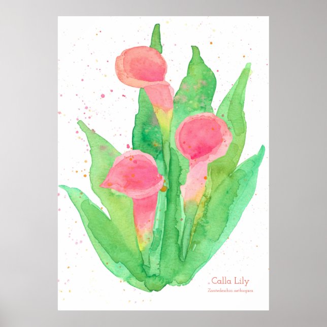 Poster Calla Rosa Lily Watercolor Flowers Botânico (Frente)