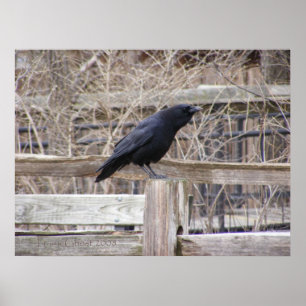 Póster Calling Crow 1