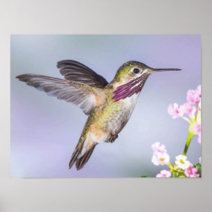 Poster Calliope Hummingbird a Púrpura e Rosa