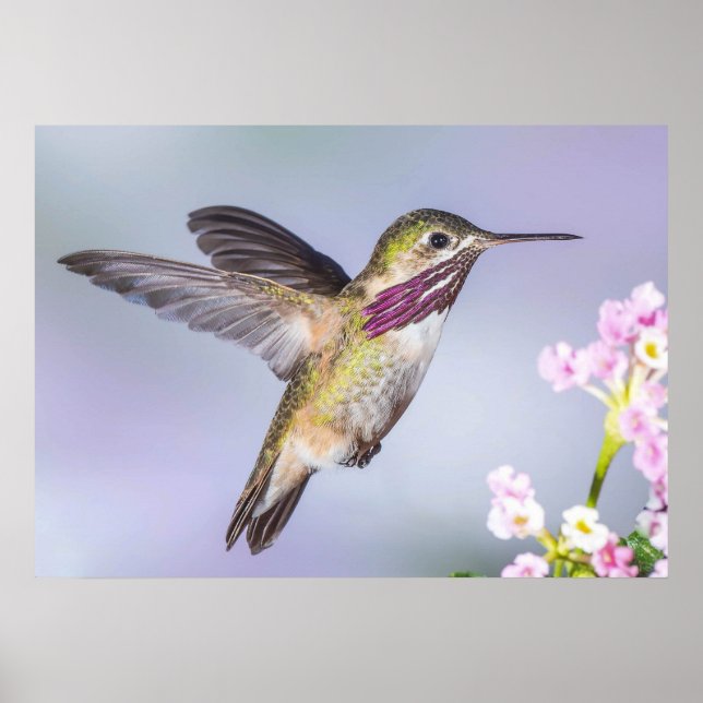 Poster Calliope Hummingbird em Voo (Frente)
