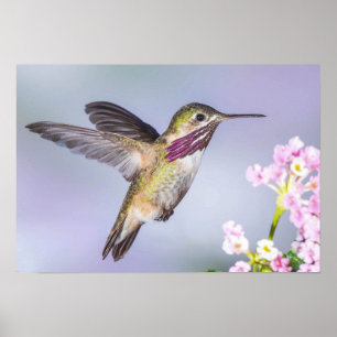 Poster Calliope Hummingbird voando em roxo e rosa