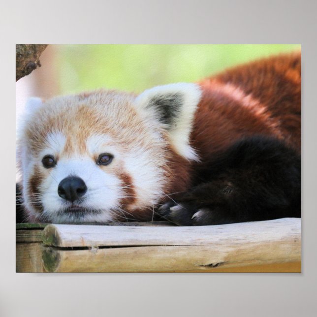 Poster Calma (Frente)