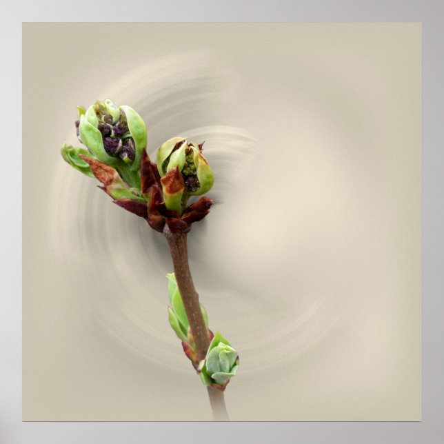 Poster calor de primavera (Frente)