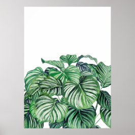 Poster Calthea Orbifolia