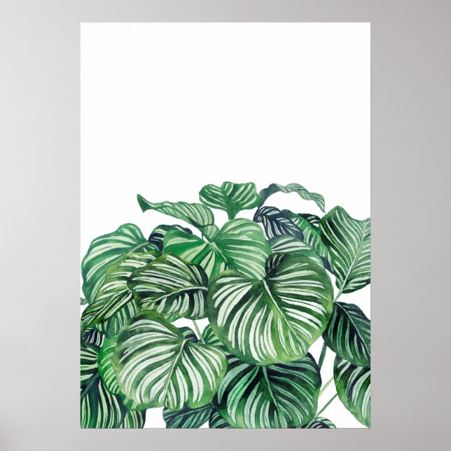 Poster Calthea Orbifolia (Frente)