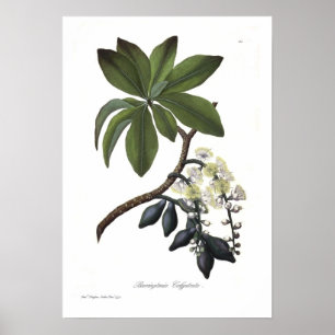 Poster Calyptrata de Barringtonia