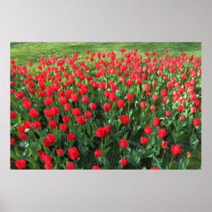 Poster Cama das tulipas vermelhas 01