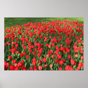 Póster Cama das tulipas vermelhas 02