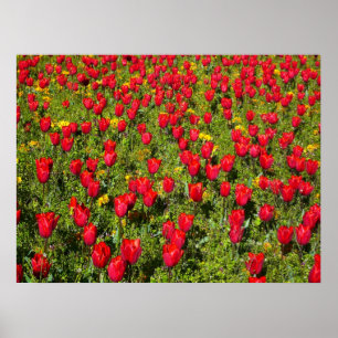 Póster Cama de Tulipas
