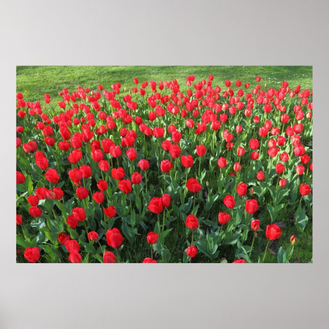 Poster Cama de Tulipas Vermelhas 01 (Frente)