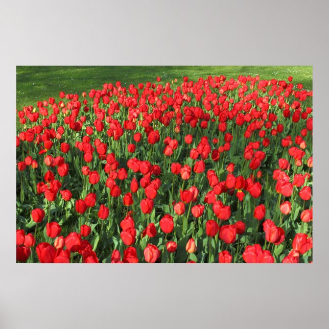 Póster Cama de Tulipas Vermelhas 02 (Frente)