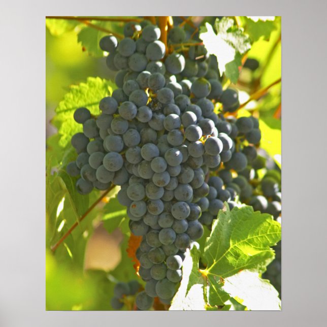 Poster Cama de uva Cabernet Sauvignon no Chateau (Frente)