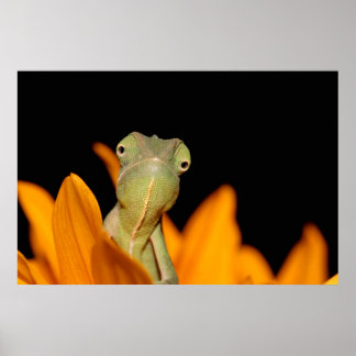 Póster camaleão