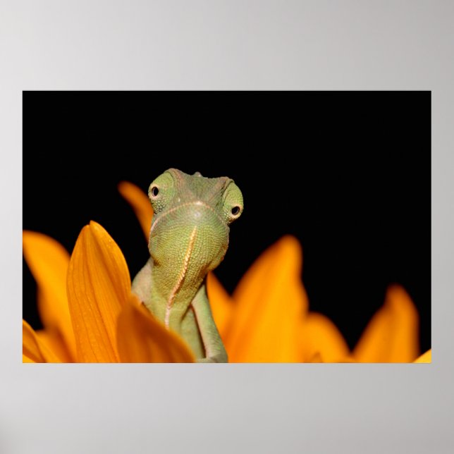 Póster camaleão (Frente)
