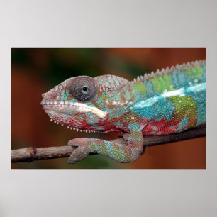 Póster camaleão