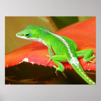 Poster Camaleão 1