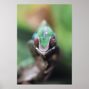 Póster Camaleão-pantera-de-barras-vermelhas de Madagascar