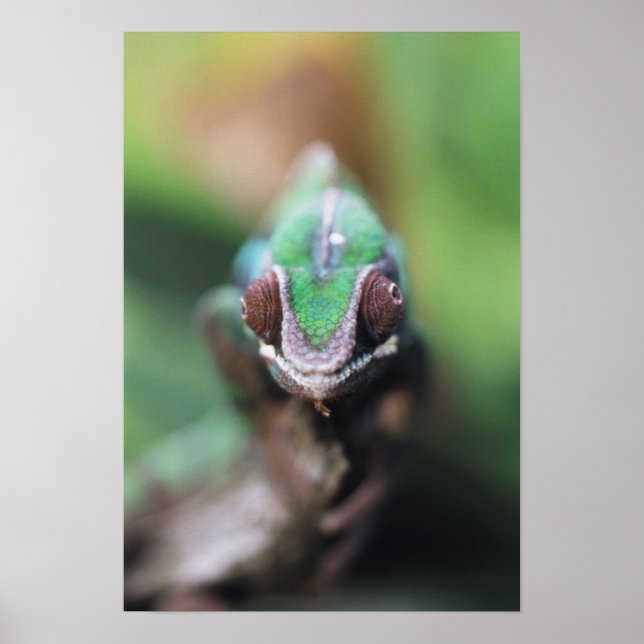 Póster Camaleão-pantera-de-barras-vermelhas de Madagascar (Frente)