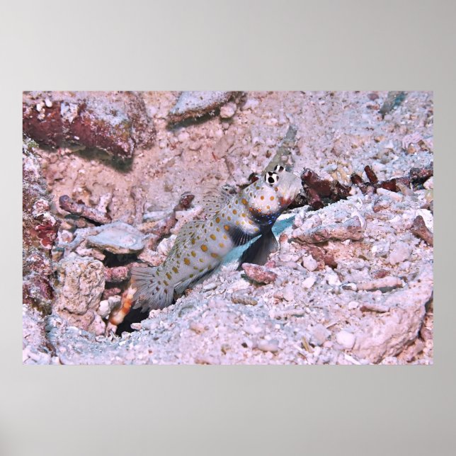 Poster Camarão-Boca-Laranja - Goby II (Frente)