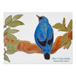Póster Camarão-Caco Azul no Pássaro de Aquarela