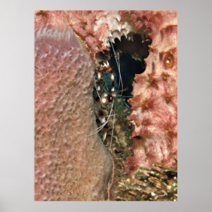 Poster Camarão de Coral Bandido na Esponja