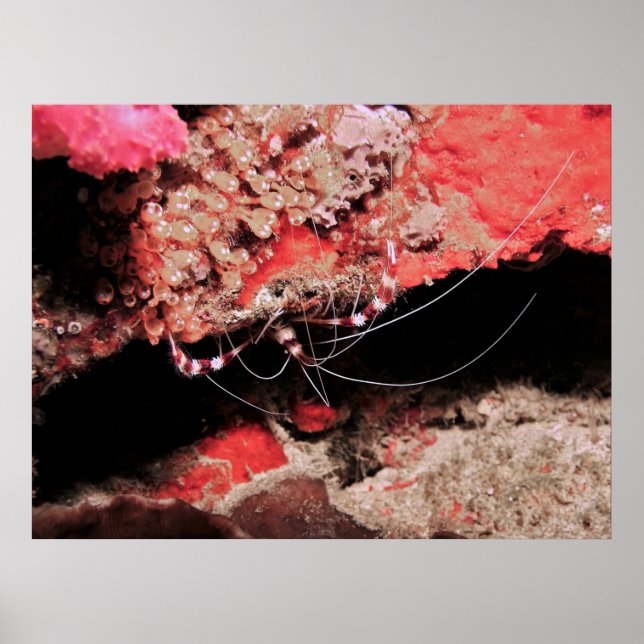 Poster Camarão de Coral Banhado (Frente)