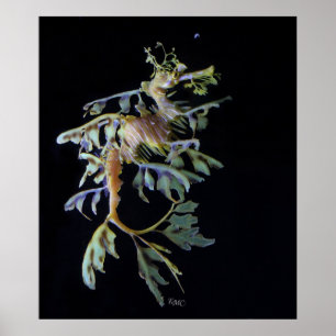 Póster Camarão frondoso de Seadragon & de Mysid