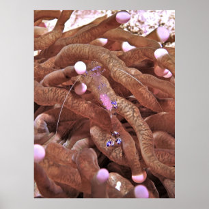 Poster Camarão limpo com ovos
