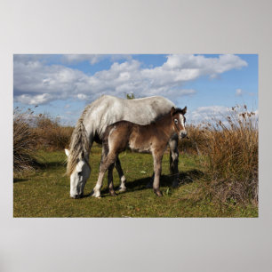 Poster Camargue Horse Foal com Mãe