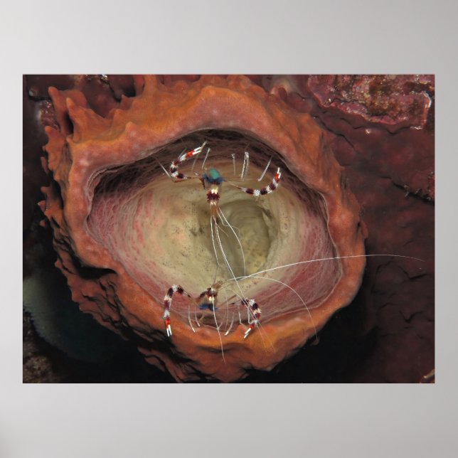 Poster Camarões de limpeza com bandeiras (Frente)