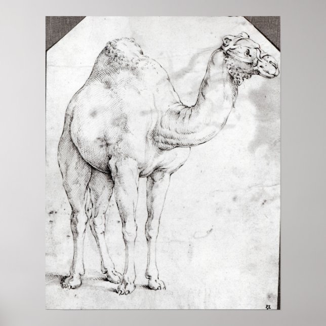 Póster Camel (Frente)