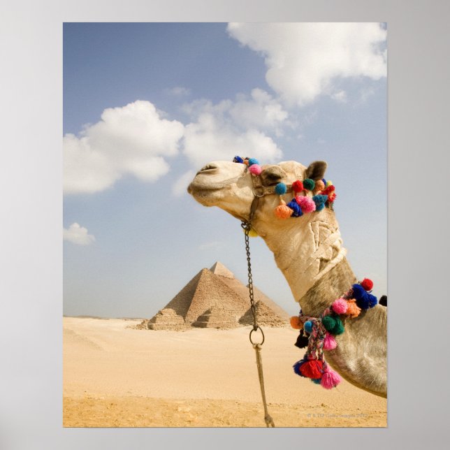Póster Camel com Pirâmides Giza, Egito (Frente)