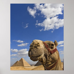 Poster Camel em frente às pirâmides de Giza, Egito,